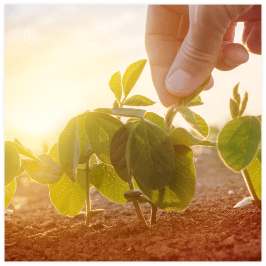 Land Preparation & Soil Health