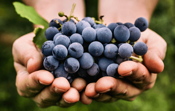 About us - Fruit Image