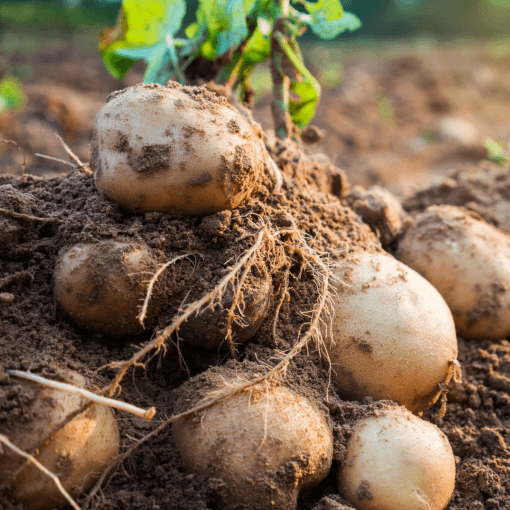 Land Preparation & Soil Health